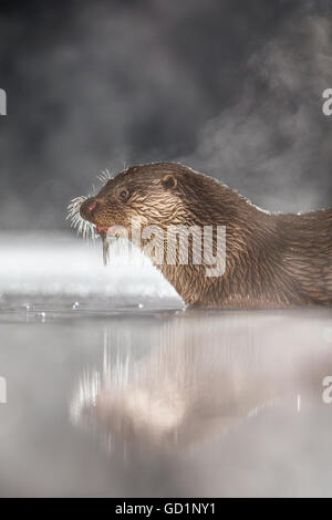 Lontra europea (Lutra lutra) alimentazione su un pesce appena pescato in una palude ghiacciata di notte Foto Stock