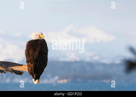 Alaskan aquila calva a 25 sotto huddles nelle sue piume in un nodo 30 vento, Alaska, inverno Foto Stock