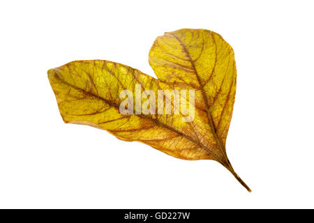 Studio shot di due gemelli congiunti autunno foglie colorate fantasie e le texture isolato su bianco Foto Stock