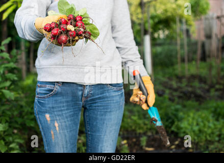 Donna tenere mazzetto di ravanelli in un giardino. Foto Stock