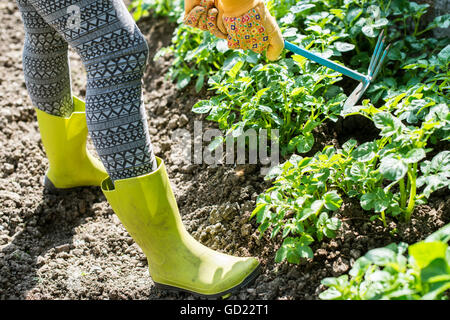 Zappando patate nel giardino di casa Foto Stock