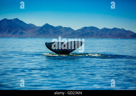 La balena grigia, whale watching, Magdalena Bay, Messico, America del Nord Foto Stock