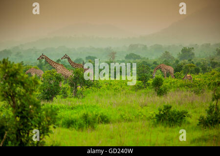 Le giraffe su safari, Mizumi Safari Park, Tanzania, Africa orientale, Africa Foto Stock