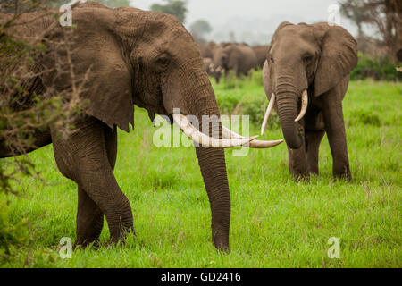 Gli elefanti africani su safari, Mizumi Safari Park, Tanzania, Africa orientale, Africa Foto Stock