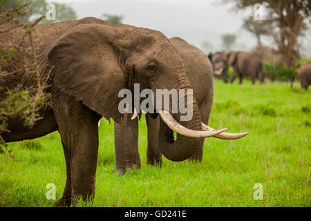 Gli elefanti africani su safari, Mizumi Safari Park, Tanzania, Africa orientale, Africa Foto Stock