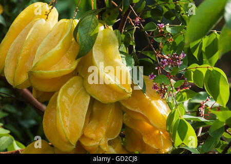 Starfruit (Averrhoa carambola); Captain Cook, isola di Hawaii, Hawaii, Stati Uniti d'America Foto Stock