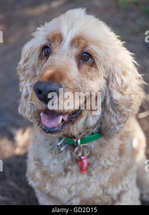Cocker Spaniel Foto Stock