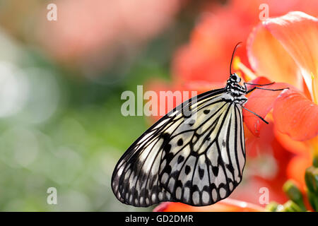 La carta di riso butterfly (Idea leuconoe) ritratto; Montreal, Quebec, Canada Foto Stock