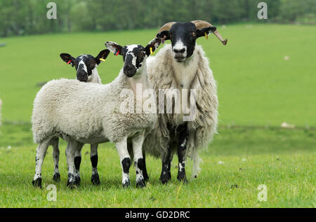 Tipo di Hexham Blackface pecora con twin agnelli a piedi. Northumberland, Regno Unito. Foto Stock