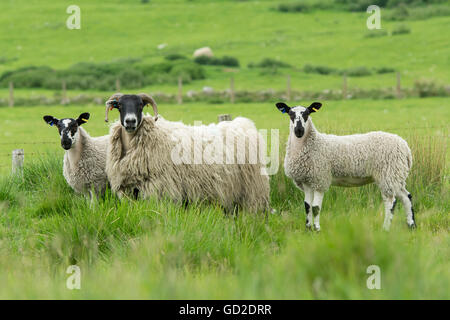 Tipo di Hexham Blackface pecora con twin agnelli a piedi. Northumberland, Regno Unito. Foto Stock