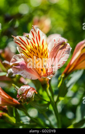 Bianco, giallo e rosa alstroemeria flower close up noto anche come giglio peruviano o giglio degli Incas Foto Stock