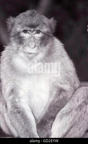 Macaque in monocromia Foto Stock