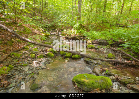 Lulu Brook nel Berkshire montagne del Massachusetts occidentale. Foto Stock