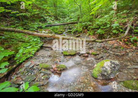 Lulu Brook nel Berkshire montagne del Massachusetts occidentale. Foto Stock