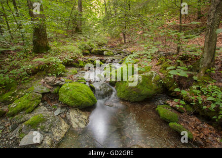 Lulu Brook nel Berkshire montagne del Massachusetts occidentale. Foto Stock