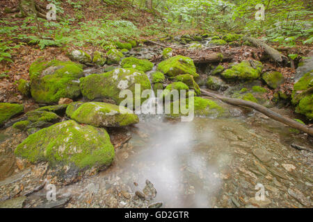 Lulu Brook nel Berkshire montagne del Massachusetts occidentale. Foto Stock