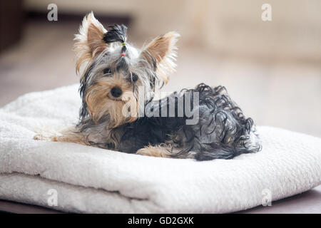 Carino adorabile cane piccolo indossando bow tie-giacenti su asciugamano bianco in salotto e guardando la fotocamera Foto Stock