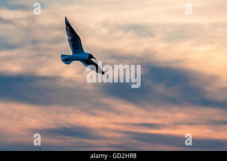 Seagull vola contro il cielo al tramonto. Foto Stock