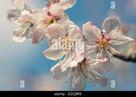Fiori dei fiori di ciliegio in un giorno di primavera Foto Stock