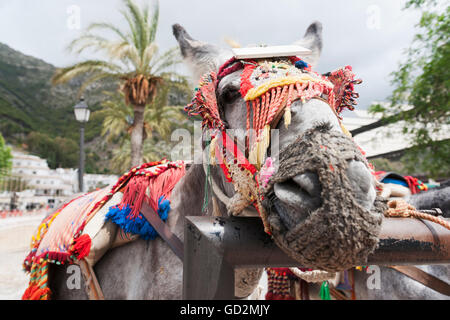 Donkey Taxi, in Mijas Spagna Foto Stock