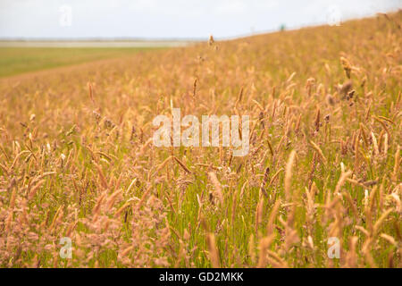 Campo di erba alta con semi su una collina, prese con profondità di campo Foto Stock