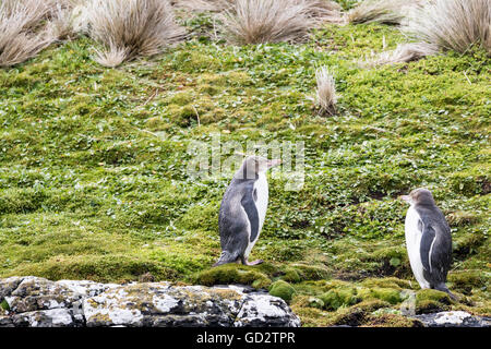 Giallo eyed pinguini a Enderby Island, isole di Auckland, Nuova Zelanda Foto Stock
