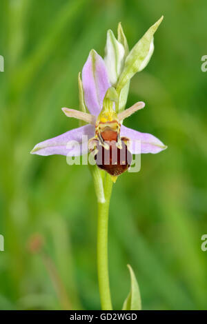 Bee Orchid - Ophrys apifera unico fiore su spike Foto Stock
