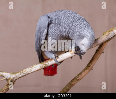 Pappagallo grigio africano di mangiare un dado mentre appollaiato su un bastone di legno. Foto Stock