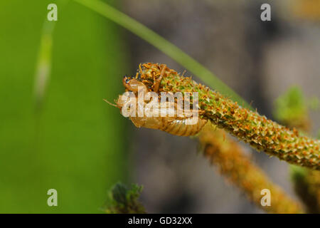 Cicala vuoto guscio o involucro da un moulted cicala insetto sull'erba in Italia hemiptera cicadidae da Ruth Swan Foto Stock