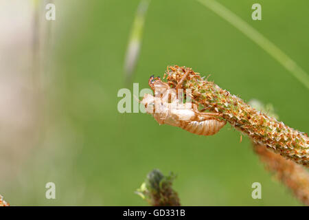 Cicala vuoto guscio o involucro da un moulted cicala insetto sull'erba in Italia hemiptera cicadidae da Ruth Swan Foto Stock