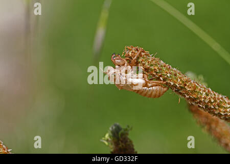 Cicala vuoto guscio o involucro da un moulted cicala insetto sull'erba in Italia hemiptera cicadidae da Ruth Swan Foto Stock