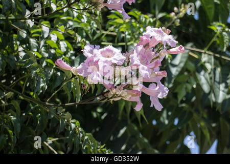 Podranea ricasoliana Foto Stock