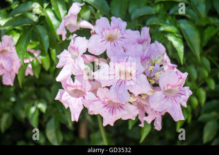 Podranea ricasoliana Foto Stock