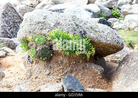 Samphire rock samphire o il finocchio di mare (Crithmum maritimum) crescita selvaggia tra le rocce Cornwall Inghilterra REGNO UNITO Foto Stock