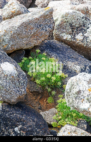 Samphire rock samphire o il finocchio di mare (Crithmum maritimum) crescita selvaggia tra le rocce Cornwall Inghilterra REGNO UNITO Foto Stock