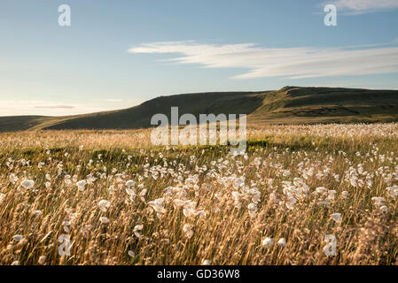 Erba di cotone al vento su mori di sopra Bleaklow Glossop nel Derbyshire. Vista del ripiano moor. Foto Stock