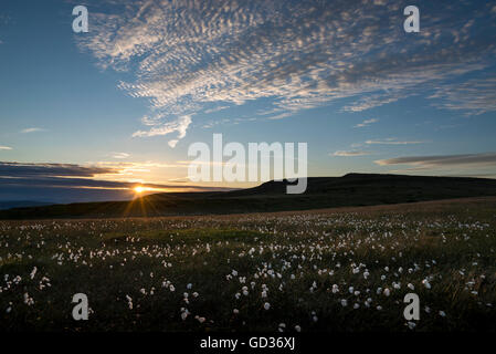 Tramonto su Bleaklow nel Derbyshire. Erba di cotone incandescente in Fading light. Vista del ripiano moor. Foto Stock