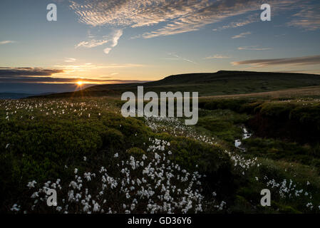 Tramonto su Bleaklow nel Derbyshire. Erba di cotone incandescente in Fading light. Vista del ripiano moor. Foto Stock