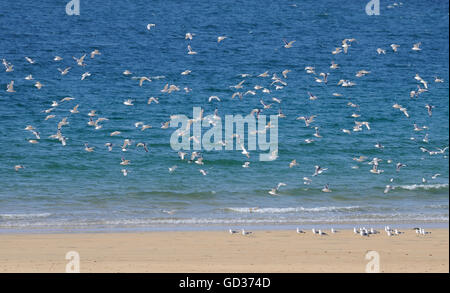 Kittiwakes (Rissa tridactyla) si radunano sulla spiaggia nella baia di Kiloran. Colonsay, Ebridi Interne, Argyll, Scotland, Regno Unito. Foto Stock