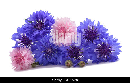 Blu e rosa Cornflowers isolato su bianco Foto Stock