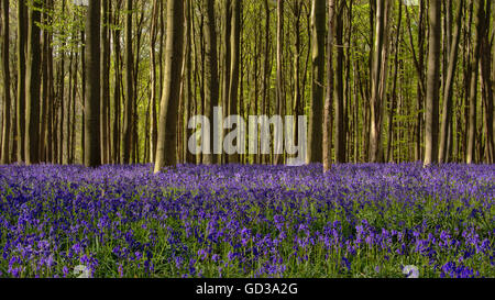 Campo dei Fiori bluebell nella foresta di Hallerbos, Bruxelles Foto Stock