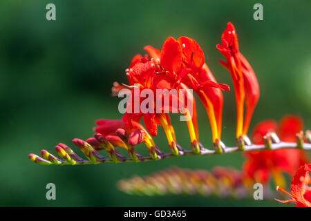 Red Crocosmia "Lucifer" fiorito Montbretia, giardino, primo piano dei fiori Foto Stock