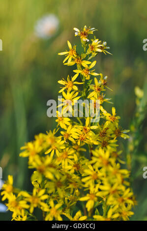 Close up di San-John's wort om il campo. Foto Stock