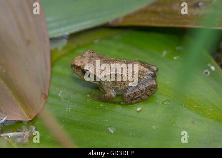 Froglet o giovani Rana comune (Rana temporaria) in stagno, REGNO UNITO Foto Stock