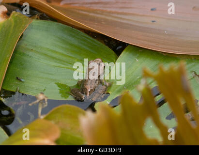 Froglet o giovani Rana comune (Rana temporaria) in stagno, REGNO UNITO Foto Stock
