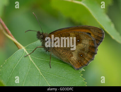 Farfalla del guardiano (Pyronia tithonus) su foglia, Regno Unito Foto Stock