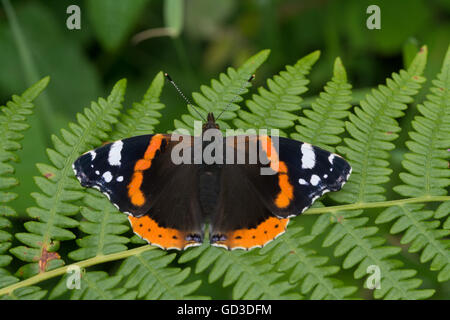 Farfalla rossa ammiraglio (Vanessa atalanta) crogiolarsi con le ali aperte sul bracken, Regno Unito Foto Stock