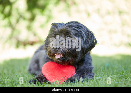 Havanese nero cane con cuore rosso per il giorno di San Valentino in erba verde Foto Stock