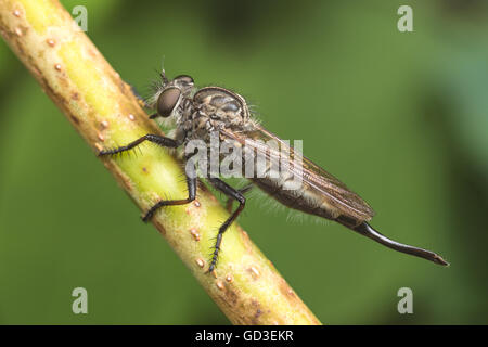 Una femmina Robber Fly (Efferia aestuans) attende su una pianta stelo passa la preda. Foto Stock