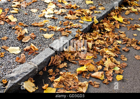 Fogliame di autunno su una strada Foto Stock